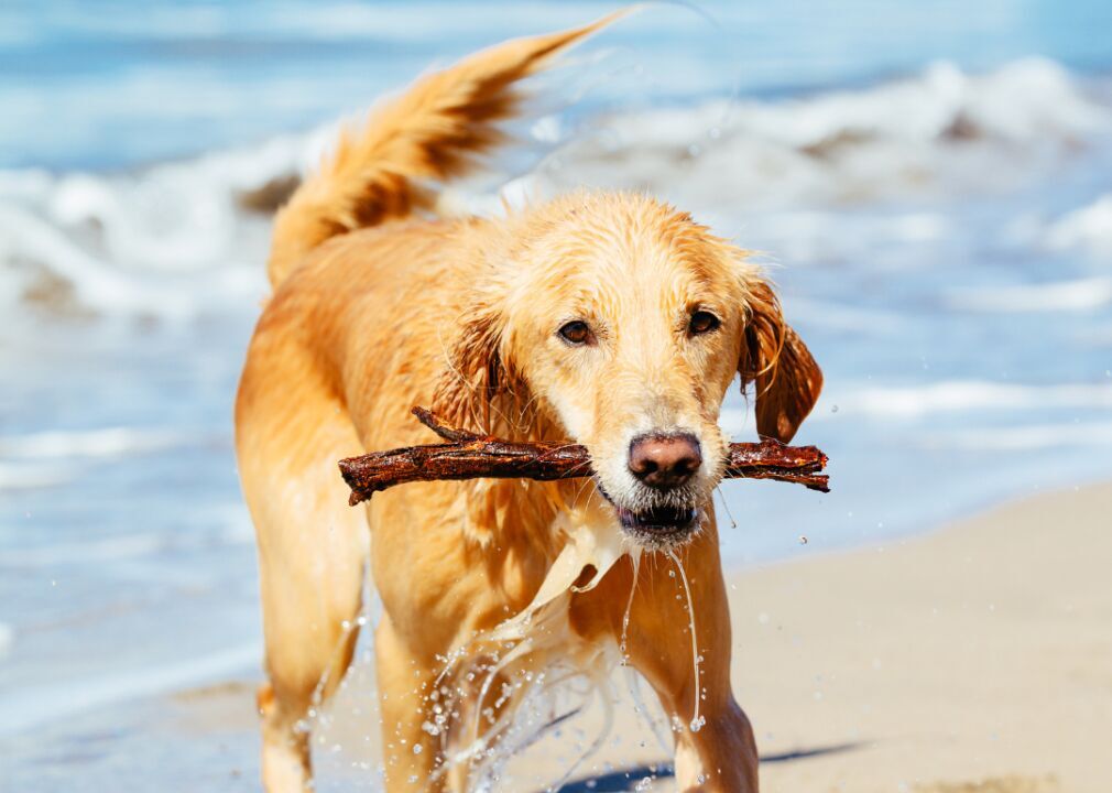 #15. Golden retrievers